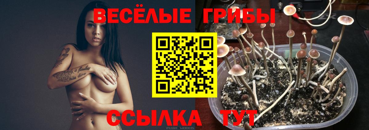 Псилоцибиновые грибы мицелий Верхняя Салда